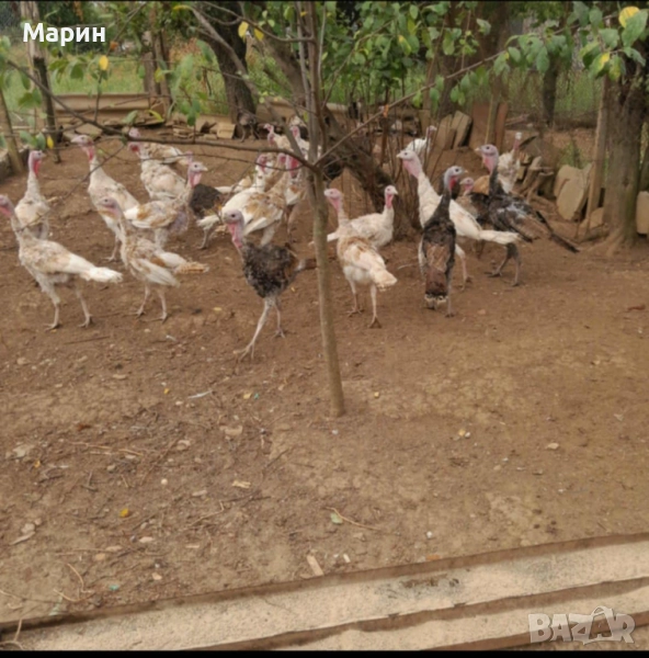 Дворни селски пуйки , снимка 1