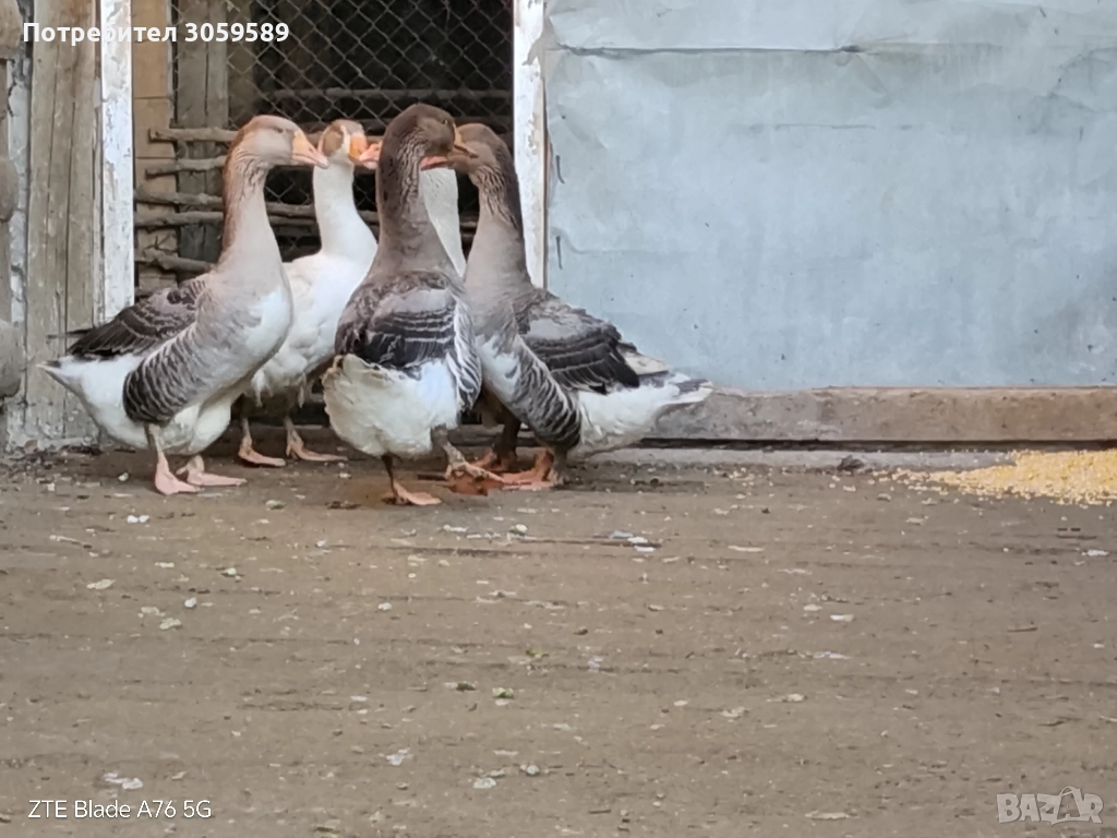 Селски гъски, снимка 1