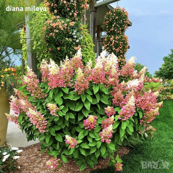 Хортензия паникулата Пинки Уинки, Hydrangea paniculata Pinky Winky, снимка 1