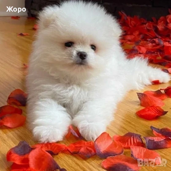 Померан момиче и момче , снимка 1