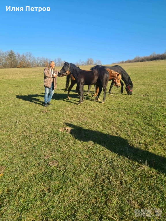 Конче женско 75% фризйка , снимка 1