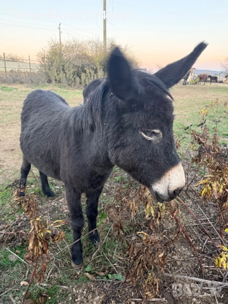 Продавам магарета, снимка 1