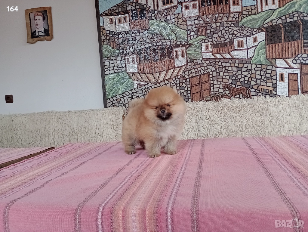 Померани. Мини момчета на 3 месеца., снимка 1