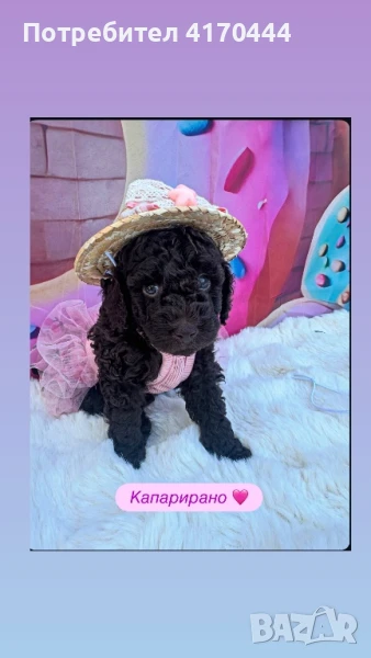 Poodle mini/ Пудел мини КАПАРИРАНИ, снимка 1