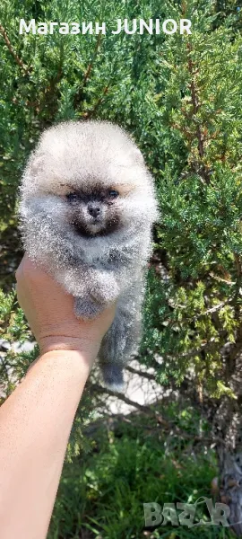 мини момче, снимка 1