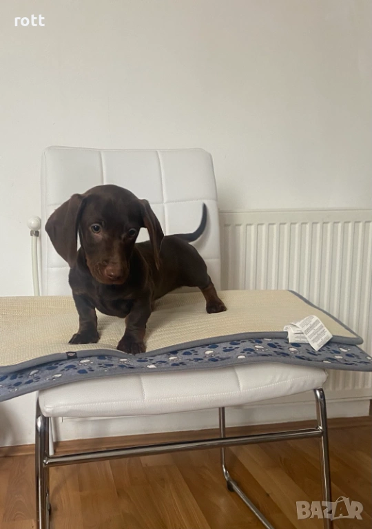 Дакел, снимка 1