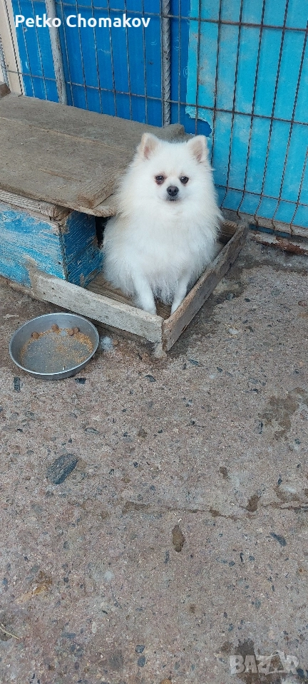 померан, снимка 1