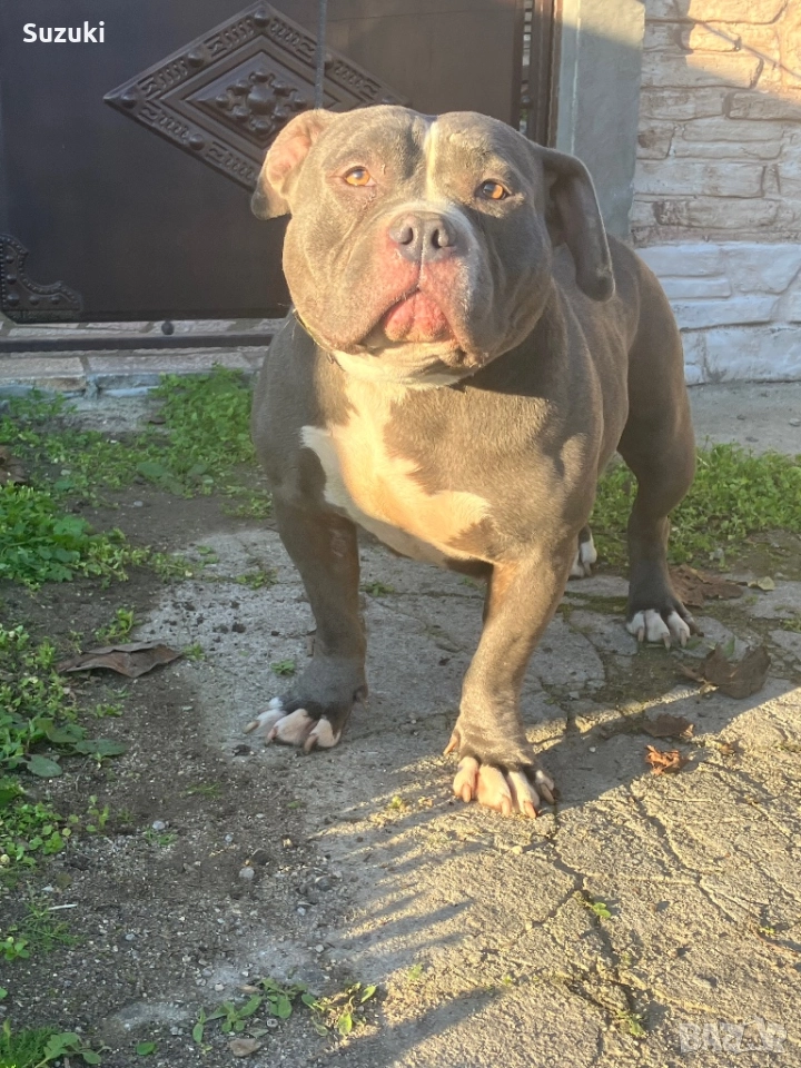 Женско американско були покет , снимка 1