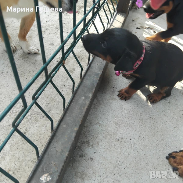 Ягдтериер - женско, снимка 1