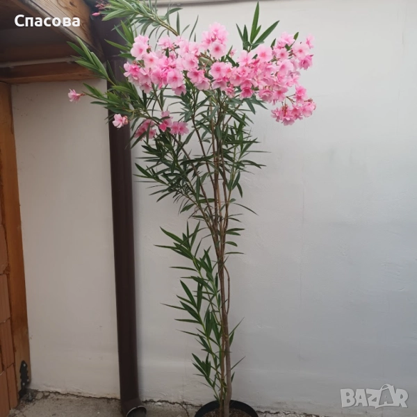 Зокум /лян /олиандър, снимка 1