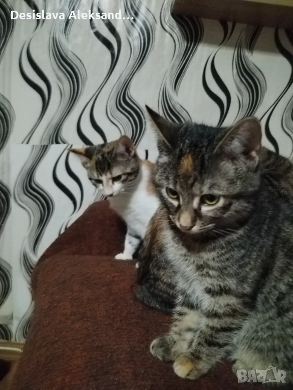 Подарявам много красиви домашни котенца , снимка 1