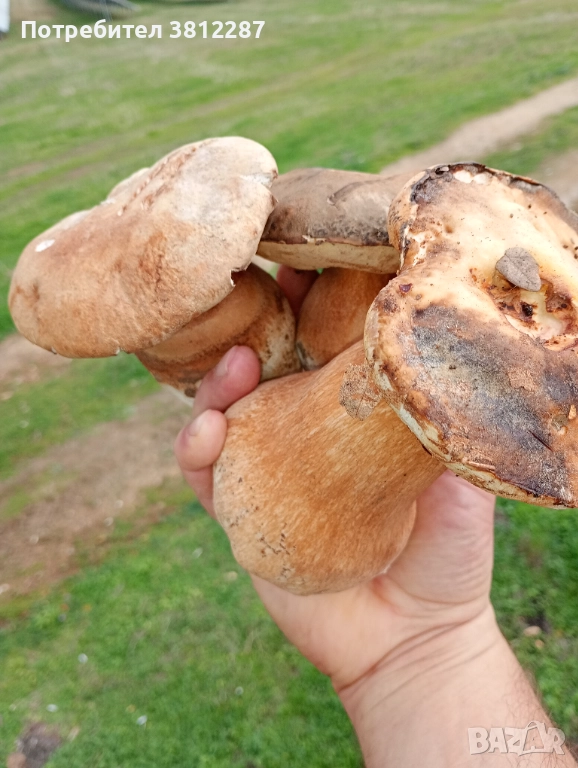 Продавам сушена манатарка , снимка 1