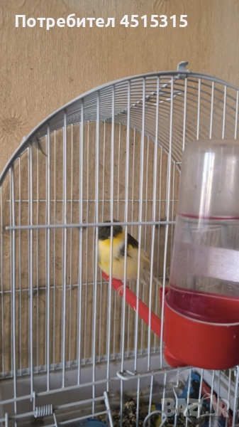 Male Canary Gloster, снимка 1