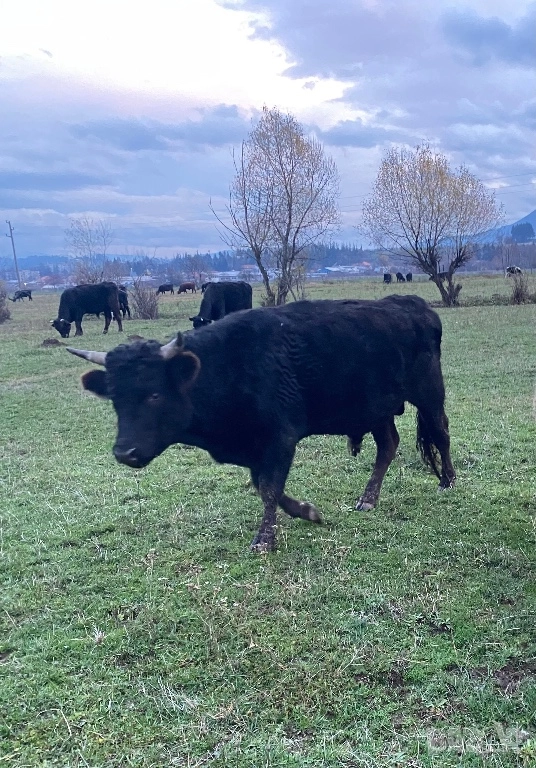 Телета и бикове, снимка 1