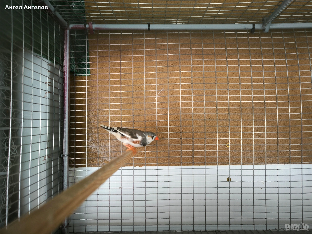 ПРОМОЦИЯ !!!зеброви амадини , снимка 1