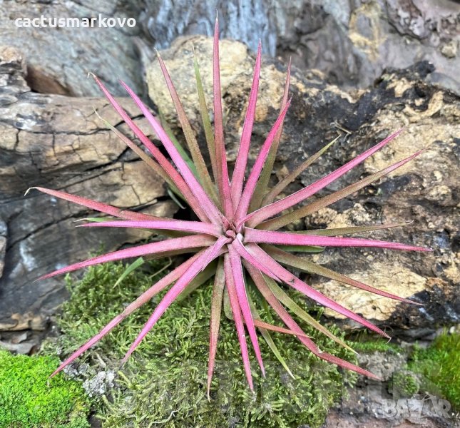 Tillandsia ionantha rood, снимка 1