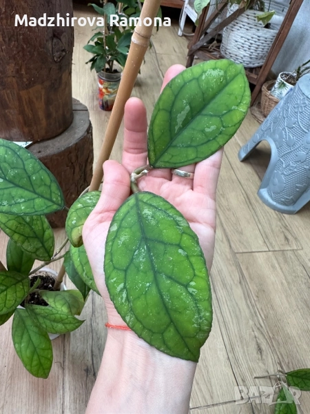 Hoya Irina , снимка 1