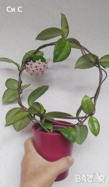 Ароматна 💯 Хоя , снимка 1