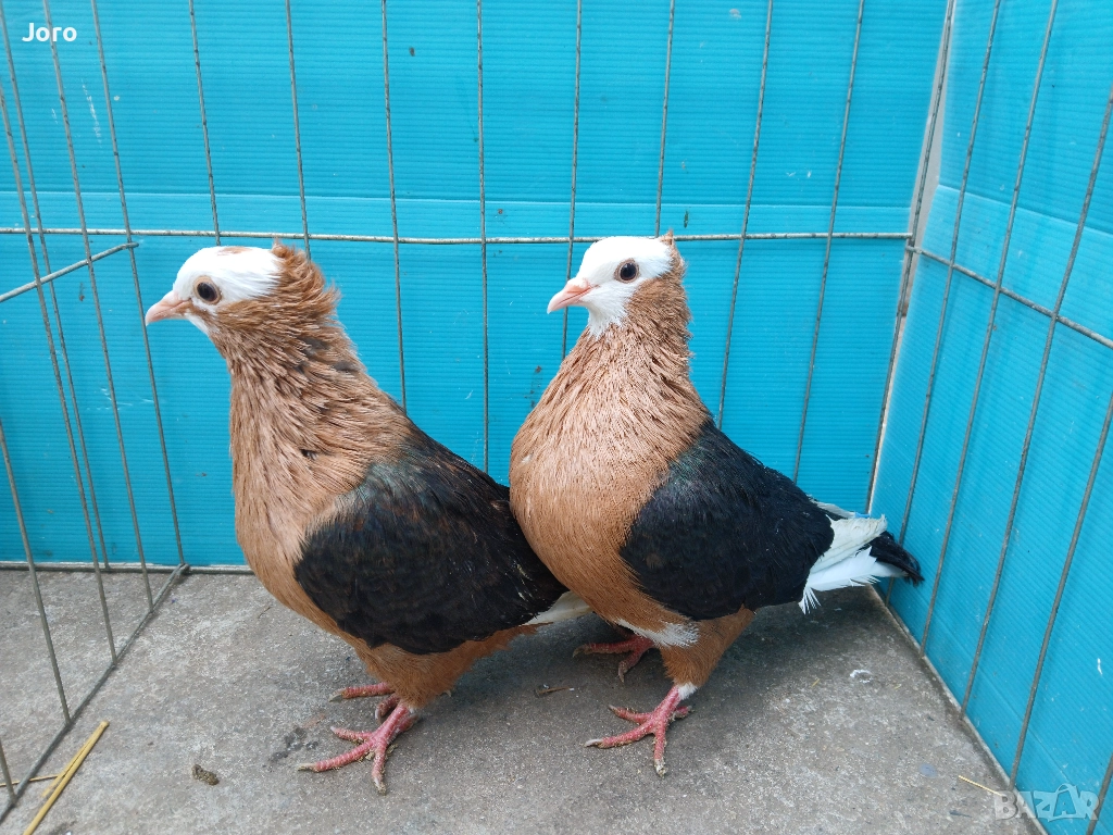 Трицветни джимпели , снимка 1