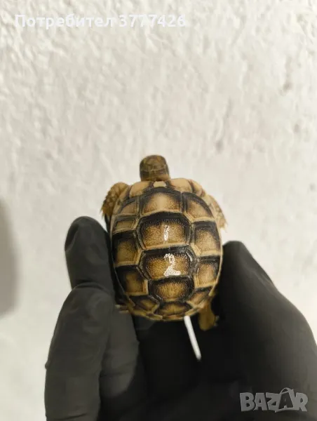 Гръцка Костенурка, снимка 1
