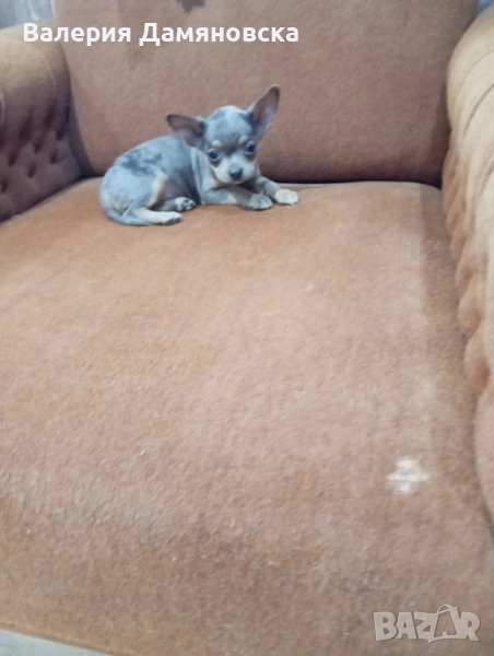 Чихуахуа , снимка 1