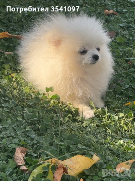 Продавам мини шпиц , снимка 1