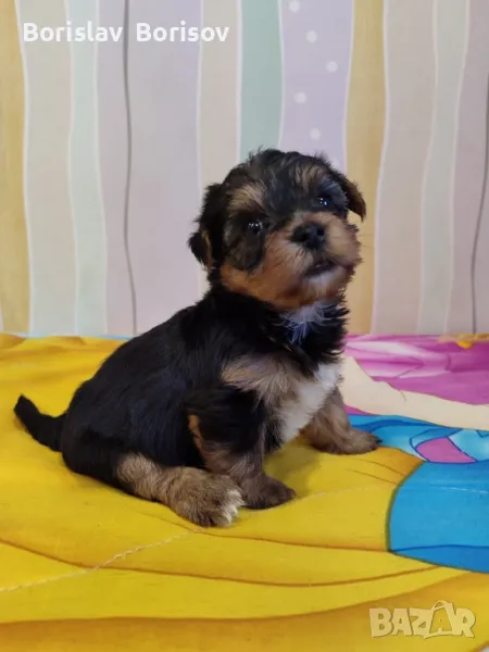 йоркширски териер, снимка 1