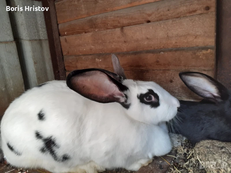 Зайци великани, домашни породисти, снимка 1