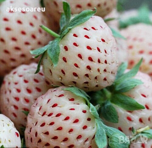 200 семена от плод бяла ягода органични плодови бели ягодови семена от вкусни ягоди отлични плодове , снимка 1