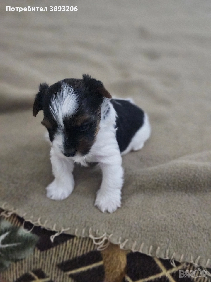 биверчета, снимка 1