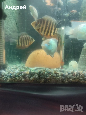 Зелен северум, снимка 2 - Рибки - 50951784