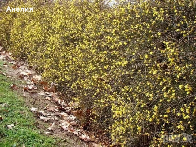 Зимен жасмин и Седум Матрона , снимка 4 - Градински цветя и растения - 52462755