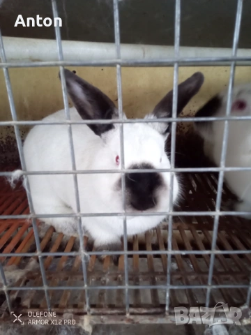 Клетки за зайци, снимка 6 - За селскостопански - 53436715