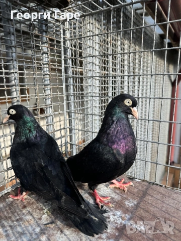 Софийски донеци