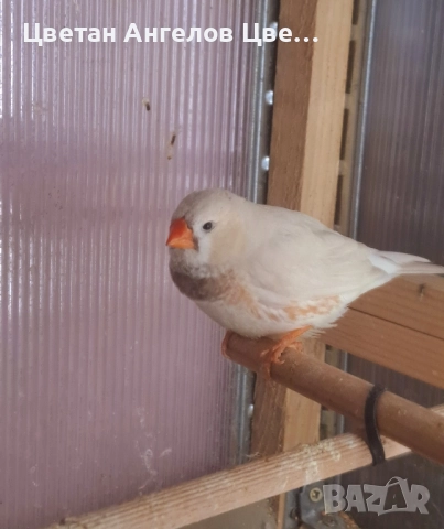 Продавам изложбени зеброви амадини , снимка 17 - Амадини - 46700240