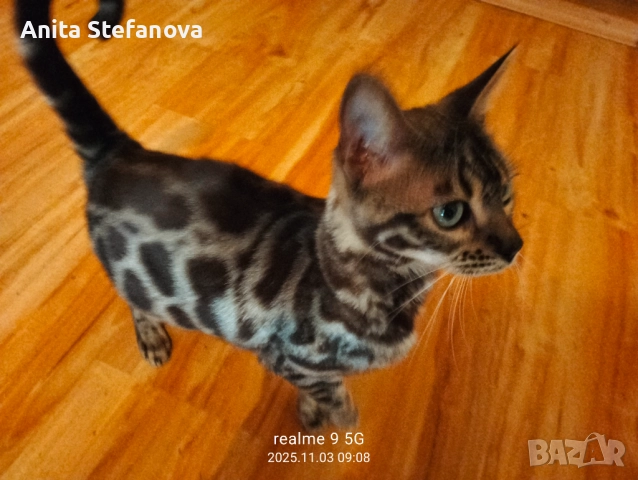 Бенгалска котка, снимка 15 - Бенгалски - 50322283