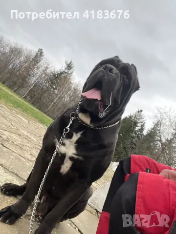 Кане корсо за разплод, снимка 2 - Кане корсо - 48857600