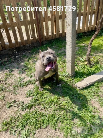 Мъжки питбул - blue nose за разплод