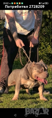 Американско Були Покет/ American Bully Pocket, снимка 11 - Питбул - 51488455
