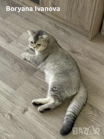 Британски късокосмест котарак търси своята дама, снимка 4 - Британска късокосместа - 51458667