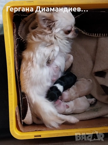 продавам мини чихуахуа , снимка 11 - Чихуахуа - 53429122