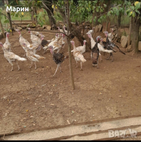 Дворни селски пуйки , снимка 1