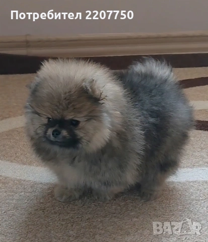 продавам померан , снимка 2 - Померан - 53388816