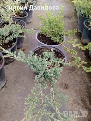 Юниперус , снимка 4 - Градински цветя и растения - 51864443