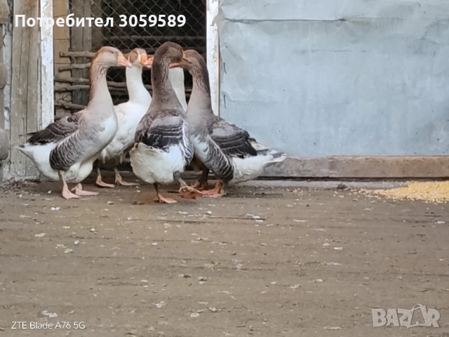 Селски гъски