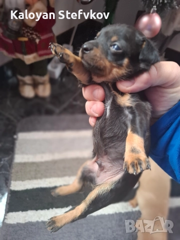 мини пинчер , снимка 7 - Пинчер - 52882492