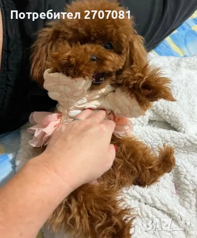 Той пудели, снимка 18 - Пудели - 48840560