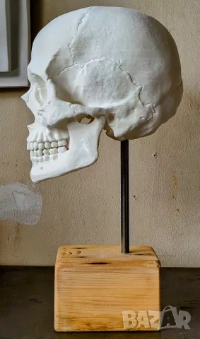 Гипсови Форми за Рисуване / Декорация / Нос / Ухо / Око / Уста, снимка 12 - Декорация за дома - 48825906