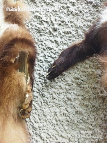 Професионално обработена от майстор кожар кожа от белка, бялка, снимка 6 - Декорация за дома - 43792723