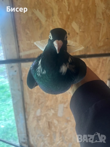 Търговишки гълъби, снимка 4 - Гълъби - 52495923